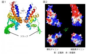 図1 鞭毛ダイニンの微小管結合部位(MTBD)の溶液中における20の最適構造の重ね合わせ（左）。鞭毛ダイニンのMTBDを構成する2次構造要素の命名を記述しN末端側からC末端側へレインボーカラーで着色した（青から赤へ）。裏側から見た平均構造（右）。これらのパネルはPymol (Schrodinger, LLC., New York, NY)で作成した。 図2 鞭毛ダイニン（左）と細胞質ダイニン（右）のMTBDの表面電荷の比較。これらのパネルはSwiss PDB viewer (Guex and Peitsch, 1997)で作成した。