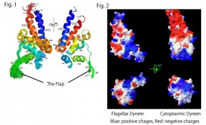 © 2014 Yusuke Kato, Masaru Tanokura. Fig. 1. Superposition of the 20 best structures of the MTBD of flagellar dynein and the nomenclatures of secondary structure elements with rainbow colors from the N- to C-termini (blue to red) (left). Mean structure viewed from the opposite side (right). The panels were depicted with Pymol (Schrodinger, LLC., New York, NY). Fig. 2. Surface representation with calculated electrostatic charges of MTBDs of flagellar dynein (left) and cytoplasmic dynein (right). The panels were depicted with Swiss PDB viewer (Guex and Peitsch, 1997).