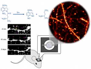 The newly developed implantable microdevice provides the functions required for the long-term and high-resolution observation of the fine structures of neurons by two-photon laser scanning microscopy and the microfluidic delivery of chemicals or drugs directly into the brain. The experimental ‘‘lab-on-a-brain’’platform is expected to contribute to the  advancement of neuroscience and neurological medicine.