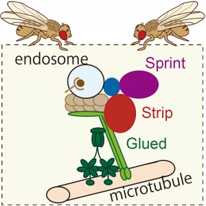 Strip forms a complex with molecules that regulate endosome trafficking (transport) along microtubule (Glued) and endosome fusion (Sprint), simultaneously.