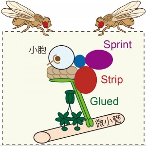 Stripタンパク質は微小管上の小胞輸送に関わる分子(Glued)と小胞融合に関わる分子(Sprint)と複合体を形成する。