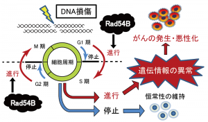 DNA損傷下における細胞周期の制御。DNAが損傷した状況では本来、細胞周期を停止させる仕組みが存在するが、今回新たに発見された遺伝子Rad54Bはその仕組みを無効にして細胞周期を進行させることで、遺伝情報の異常を伴った細胞の生存を促進する。このような細胞の生存は、がんの発生や、がんのさらなる進展、悪性化につながると考えられる。