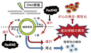 © 2014 安原 崇哲 DNA損傷下における細胞周期の制御。DNAが損傷した状況では本来、細胞周期を停止させる仕組みが存在するが、今回新たに発見された遺伝子Rad54Bはその仕組みを無効にして細胞周期を進行させることで、遺伝情報の異常を伴った細胞の生存を促進する。このような細胞の生存は、がんの発生や、がんのさらなる進展、悪性化につながると考えられる。