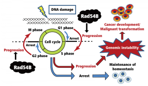 © 2014 Takaaki Yasuhara. Regulation of the cell cycle in the DNA damage response. While mechanisms exist to arrest the cell cycle upon DNA damage, Rad54B instead inactivates the mechanism of cell cycle arrest and promotes cell cycle progression, thereby enhancing survival of the cells carrying genomic instability. The survival of such cells could be the first step of cancer development or malignant transformation of tumours.