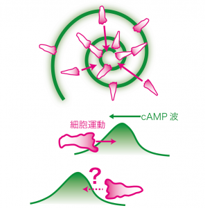 誘引物質サイクリックAMP（cAMP）の波の進行方向（外向き）に対して、細胞性粘菌は逆向き（内向き）に移動して集合する（上）。しかし波の前と後ろは空間的に対称な濃度勾配であるため、勾配を単に登る運動では、波の背面で細胞は逆戻りしてしまい、これでは集合できない（下）。波の前面と背面では時間的に濃度が上昇しているか減少しているかの違いがあるが、細胞性粘菌では時間的に減少する勾配を無視するための性質（整流作用）があることが分かった。