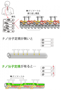 © 2014 Masahide Kikkawa. 左上:人の気管には異物を痰として排出するために、繊毛が生えている。 右上:超低温電子顕微鏡により撮影された繊毛の微細な三次元構造。96ナノメートル周期の繰り返し構造が見える。 下:分子定規が無いと、繰り返し構造が形成されず繊毛は動かない。分子定規が有ると、定規に従ってモータータンパク質であるダイニンが96ナノメートル周期で整列し、繊毛は動くことができる。