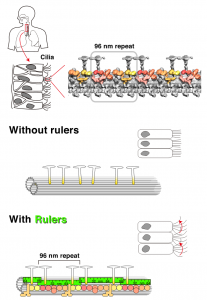 © 2014 Masahide Kikkawa. Upper left: Cilia are present in the human trachea in order to discharge foreign bodies as sputum. Top right: fine three-dimensional structure of cilia taken by cryo-electron tomography. The 96-nanometer periodic structure is visible. Bottom: If there is no nano-molecular ruler, a repeating structure is not formed and cilia are immotile. When the molecular ruler is present, dynein motor proteins are aligned in accordance with the ruler’s 96-nanometer period and the cilia are motile.
