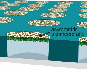 Illustration of arrayed asymmetric lipid bilayers