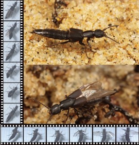 ハネカクシの腹部は自由に動かせるようにむき出しになっており、他の甲虫より鞘翅が短いため、よりコンパクトに後翅を折りたたまなくてはならない。この難問をハネカクシは左右非対称の折線パターンと腹部を使った独特の折たたみ方法によって解決している。(c) 2014 Kazuya Saito