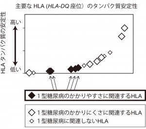 欧米人、日本人集団が持つ主なHLA遺伝子型（HLA-DQ座位）が作るHLAのタンパク質安定性を測定した結果。各HLAタンパク質は安定性の増加の順に横軸に、各HLAタンパク質の安定性（相対値）が縦軸に示されています。1型糖尿病のかかりやすさに関連するHLA遺伝子型は安定性が顕著に低いHLAタンパク質を作ること、これに対して、1型糖尿病のかかりにくさに関連するHLA遺伝子型のほとんどは安定なHLAタンパク質を作ることが分かりました。
