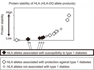 © 2014 Hiroko Miyadera.
The graph shows protein stability of HLA (HLA-DQ) measured for the major HLA alleles in Japanese and European populations. HLA proteins are displayed in order of increasing protein stability (x-axis) with estimated protein stability of HLA plotted on the y-axis. This study revealed that HLA alleles that are associated with type 1 diabetes mostly encoded unstable proteins, whereas HLA alleles that are associated with protection against type 1 diabetes generated extremely stable proteins.