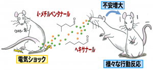 © 2014 Yukari Takeuchi. 危険を伝えるフェロモンはラットの肛門周囲部より放出されて、それを嗅いだラットの不安を増大させる。