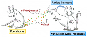 © 2014 Yukari Takeuchi. A pheromone that transmits danger signals in rats is released from the perianal region, and increases anxiety in other rats. © 2014 Yukari Takeuchi. A pheromone that transmits danger signals in rats is released from the perianal region, and increases anxiety in other rats.