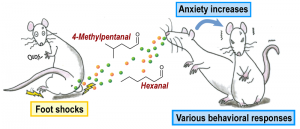 © 2014 Yukari Takeuchi. A pheromone that transmits danger signals in rats is released from the perianal region, and increases anxiety in other rats.