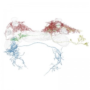 カイゴガの脳内における匂い情報の経路 フェロモン源探索に関わる神経回路を構成する神経細胞群を示す。感覚情報は最終的に青色で示す側副葉の下行性神経細胞に至る。