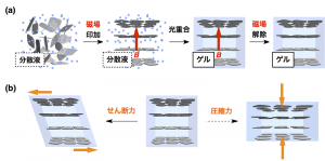 © 2015 Takuzo Aida. (a) 磁場を加えた状態でナノシートの水分散液をヒドロゲルへ変換すると、互いに平行に配列したナノシートの構造は固定される。(b)得られたヒドロゲルは、ナノシートに平行な方向の加重に対しては容易に変形する一方、それと垂直な方向の加重には耐える。