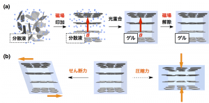 (a) 磁場を加えた状態でナノシートの水分散液をヒドロゲルへ変換すると、互いに平行に配列したナノシートの構造は固定される。（b）得られたヒドロゲルは、ナノシートに平行な方向の加重に対しては容易に変形する一方、それと垂直な方向の加重には耐える。