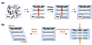 © 2015 Takuzo Aida. a) By in-situ gelating an aqueous dispersion of the nanosheets in a magnetic flux, cofacial ordering of the nanosheets can be fixed. (b) The resultant hydrogel easy deforms along a shear force applied parallel to the nanosheet plane but is highly resistive against a compressive force applied orthogonally