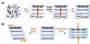 a) By in-situ gelating an aqueous dispersion of the nanosheets in a magnetic flux, cofacial ordering of the nanosheets can be fixed. (b) The resultant hydrogel easy deforms along a shear force applied parallel to the nanosheet plane but is highly resistive against a compressive force applied orthogonally