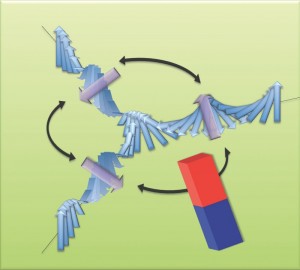 Image illustration of magnetic control of the three states that have combined magnetic and ferroelectric order in bismuth ferrite.