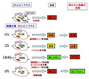 食物アレルギーを患った遺伝子改変マウスにオボアルブミンを投与することで誘導される腸炎の原因組織を同定するため、各種リンパ系の組織を欠損したマウスを作製した。欠損させた組織は以下の5種である（1, MLNs; 腸間膜リンパ節、2, PPs; パイエル板、3 (4), MLNs and PPs (pLNs); 腸間膜リンパ節とパイエル板、5, SP; 脾臓）。腸管免疫系のリンパ節（MLNs とPPs）は腸炎誘導に必須である一方、全身的に防御を担う免疫系（SP）は炎症形成には影響しない。