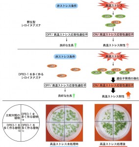 DPB3-1を多く作るシロイヌナズナでは高温などのストレスのない条件での生育は良好であり、高温ストレス条件下ではDREB2Aの働きを強化することにより、高温に対する耐性が高くなる。