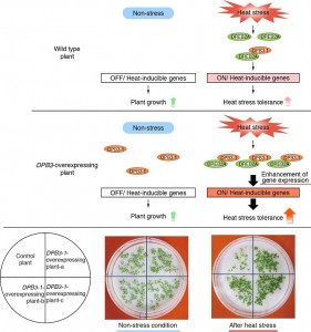 The overexpression of DPB3-1 in Arabidopsis thaliana does not have negative effects on plant growth under non-stress conditions, and increases heat stress tolerance through enhancement of DREB2A activity under heat stress conditions.