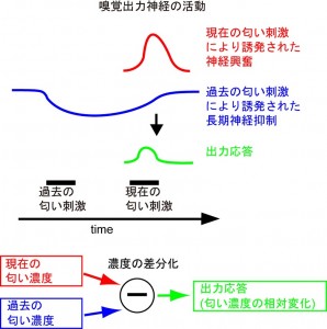 嗅覚の神経回路で匂い濃度を相対化する機構を概念的に説明した図。