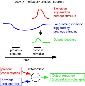 Schematic diagram of the mechanism of odorant concentration differentiation
in the olfactory circuit.