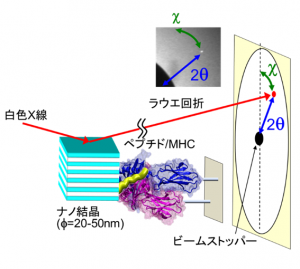 MHC分子に結合した抗原ペプチドの内部運動を1分子計測することに成功したDXT装置配置図。