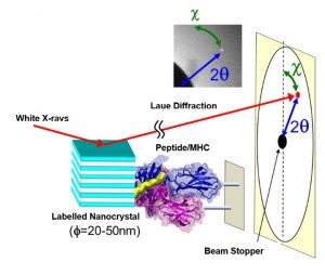 Instrumental Arrangement of Diffracted X-ray Tracking for dynamical single molecule observations in immune systems