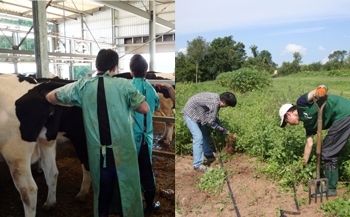 Left:Rectal examination experience (University Graduate School of Agricultural and Life Sciences farm, Ibaraki Prefecture) Right:Organic farming experience (New Jersey, U.S.)