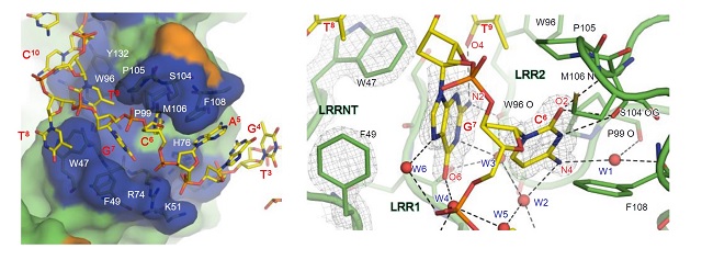 図2：TLR9によるCpGモチーフの認識の結合様式