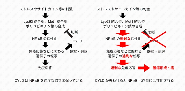 図2：さまざまな刺激によりポリユビキチン鎖が合成され、免疫応答が起こる。CYLDはポリユビキチン鎖を切断することで過剰な免疫反応を抑え、腫瘍形成や癌化を抑制する。
