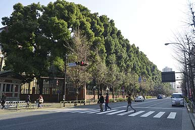 Hongo-dori Avenue in front of Hongo Campus.