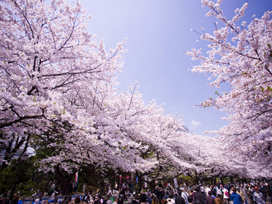 Cherry blossoms at Ueno Park