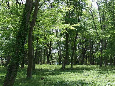 The Woods of Musashino 