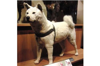 Hachiko exhibited at the National Museum of Nature and Science (from Wikipedia)>