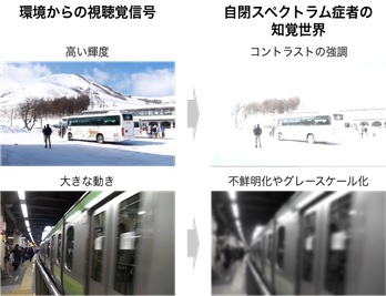 図1：環境からの視聴覚信号とそれにより引き起こされる自閉スペクトラム症者の知覚過敏や知覚鈍麻の症状