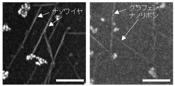 図6 ナノワイヤ（左）および（右）グラフェンナノリボンの走査型電子顕微鏡像