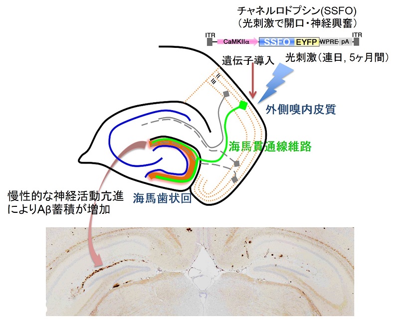 © 2015 Takeshi Iwatsubo et al.アルツハイマー病の症状を再現したマウスの外側嗅内皮質に、光刺激で神経細胞を活性化させるチャネルロドプシンの遺伝子を導入し、5ヶ月間にわたって光刺激を加えて、海馬に入る神経活動を慢性的に高めた。その結果、海馬歯状回で蓄積したアミロイドβ（矢印の先、茶色で染まった部分）が増加した。