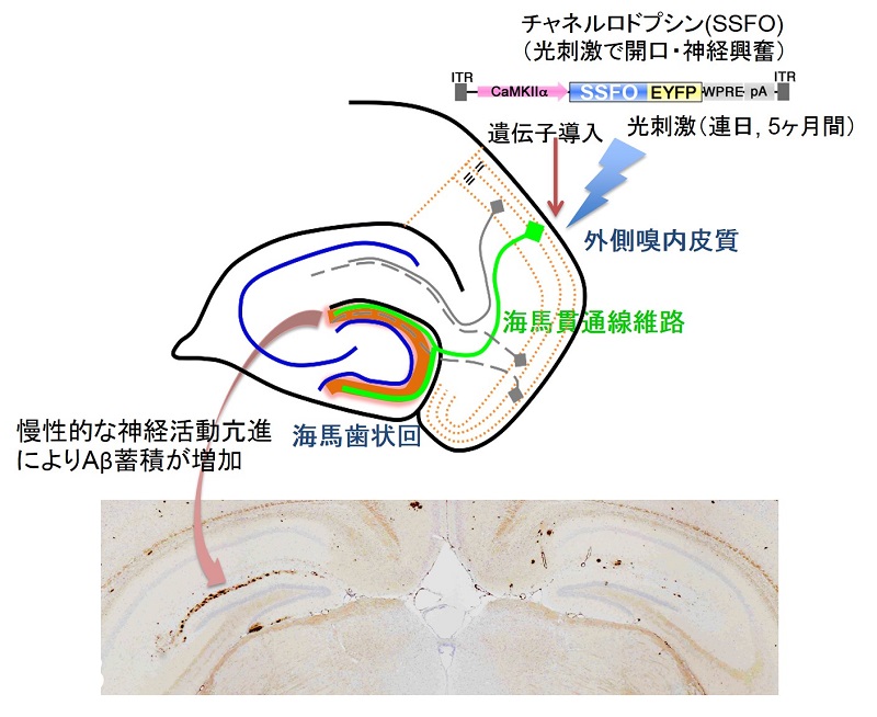 © 2015 Takeshi Iwatsubo et al.アルツハイマー病の症状を再現したマウスの外側嗅内皮質に、光刺激で神経細胞を活性化させるチャネルロドプシンの遺伝子を導入し、5ヶ月間にわたって光刺激を加えて、海馬に入る神経活動を慢性的に高めた。その結果、海馬歯状回で蓄積したアミロイドβ(矢印の先、茶色で染まった部分)が増加した。