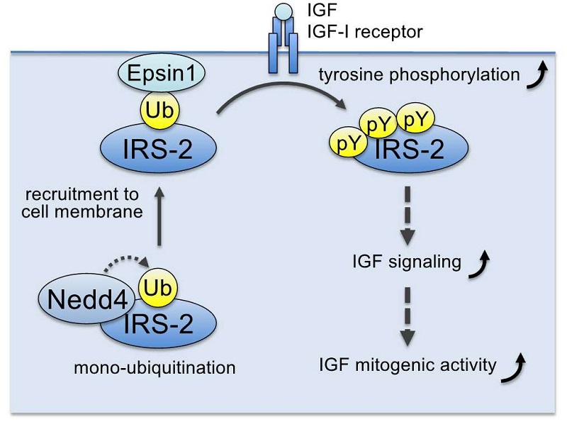 IGF signal potentiation mechanism © 2015 Shin-Ichiro Takahashi.Ubiquitin ligase Nedd4 induces monoubiquitination of IRS (specifically, IRS-2), which promotes its association with Epsin1, a ubiquitin-binding protein at the plasma membrane. This enhances IGF-I receptor-induced IRS tyrosine phosphorylation and IGF signalling.