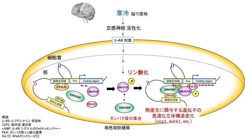 寒冷刺激によって褐色脂肪細胞の熱産生遺伝子が急速に活性化される、DNAの高次構造変化を介した新たなしくみ © 2015 酒井研究室寒冷刺激により、JMJD1Aタンパク質がリン酸化されると、遺伝子JMJD1Aタンパク質は高次構造を変化させるタンパク質複合体(SWI/SNF)と核内受容体 PPAR%gamma;とタンパク質複合体を作り、「長距離DNAルーピング」と呼ばれる遺伝子DNAの高次構造変化を急速に変化させる。その結果、熱が産生される。(略語 β-AR: β-アドレナリン 受容体、UCP1: 脱共役タンパク質、PKA: タンパク質リン酸化酵素)