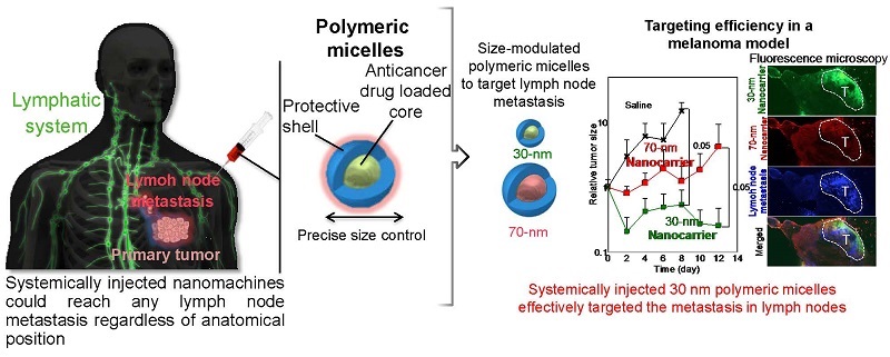 © 2015 Kataoka LaboratoryLymph node metastasis could be targeted by intravenously injecting polymeric micelles as drugs nanocarriers (left) for enhanced antitumor efficacy. The size of these nanocarriers was found to be important for the effective targeting of the metastatic foci in lymph nodes. Accordingly, polymeric micelles having 30-nanometer diameter effectively suppressed the growth of metastasis, whereas 70-nanometer micelles were less effective (right). Fluorescence microscopy of metastatic lymph nodes showed the superior accumulation of 30-nanometer micelles (right; green) in the metastasis.