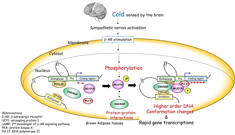 Cold exposure triggers higher-order DNA conformational changes of thermogenic genes to induce rapid gene expression in brown adipose tissues. © 2015 Sakai Laboratory.JMJD1A proteins is phosphorylated in response to the sympathetic nervous stimulation when animals are exposed to cold temperature. Phosphorylated JMJD1A in turn forms a complex with SWI/SNF nucleosome remodeler proteins and the nuclear receptor PPARγ. This leads to the rapid changes of higher order DNA conformation, which is called “long-range DNA looping,” leading to immediate induction of thermogenic gene expressions.