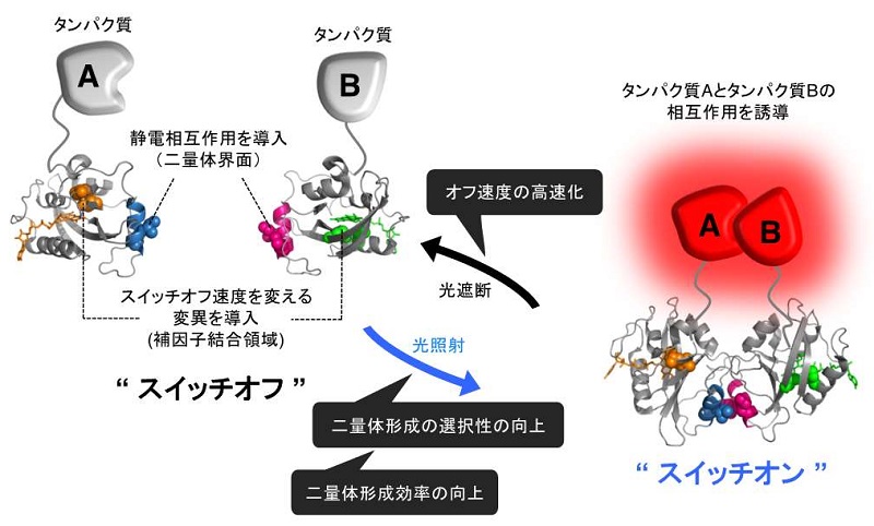 今回開発した光スイッチタンパク質が青色光の有無によってスイッチとして働く様子 © 2015 Fuun Kawano and Moritoshi Sato.今回開発した光スイッチタンパク質が青色光の有無によってスイッチとして働く様子。まず、光受容体ヴィヴィッドの対がお互いを認識しやすくなる(二量体形成の選択性の向上)ような変異をそれぞれの界面に加えた。次に、補因子結合領域と呼ばれる領域に「スイッチオフ速度の高速化」と「二量体形成効率の向上」を同時に満たす変異を加えた。光スイッチタンパク質は、さまざまなタンパク質(例えば、タンパク質 A とタンパク質 B) と遺伝子工学的に連結させるだけで、それらの活性を光でコントロールすることができる。