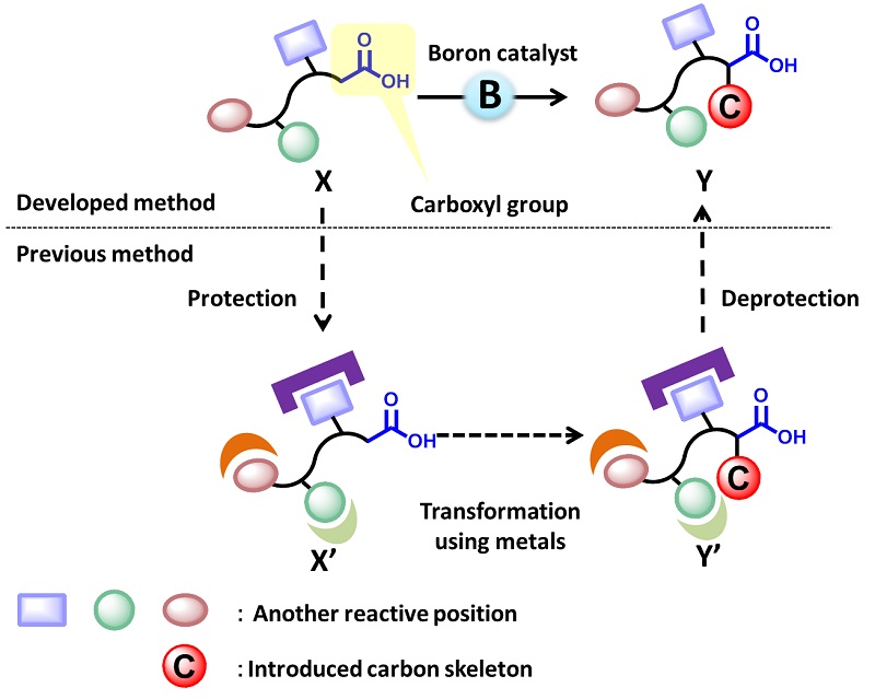 The newly developed method and previously known method © 2015 Motomu Kanai.When transforming X to Y, it was necessary to go through extra steps at X’ and Y’ to“protect” undesired positions on the molecule (below). In contrast, the new method enables direct transformation from X to Y by a boron catalyst (above).
