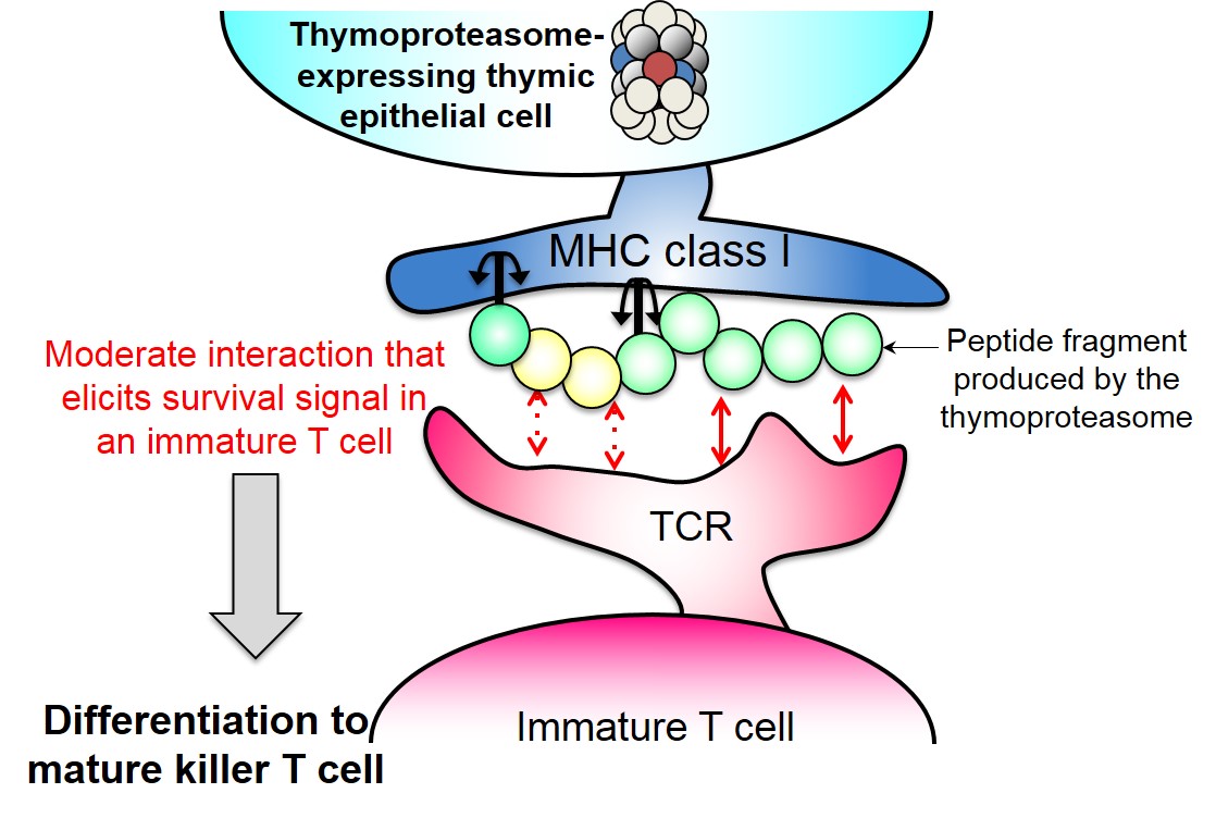 The thymoproteasome produces unique peptides for positive selection of killer T cells © 2015 Shigeo Murata.The thymoproteasome produces unique peptides that confer moderate affinity to the T cell receptor (TCR) on an immature T cell. This interaction elicits a survival signal in the immature T cell and promotes differentiation to a mature killer T cell.
