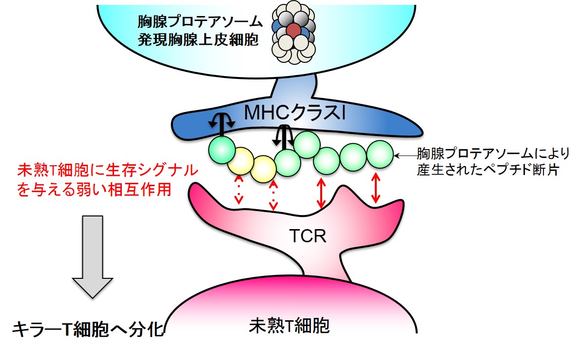 胸腺プロテアソームは正の選択のための特殊なペプチドを作り出す © 2015 村田茂穂胸腺プロテアソームは、未熟なT細胞のもつT細胞受容体とゆるく結合する特殊なペプチドを作り出す。この仕組みにより未熟なT細胞に生存シグナルが付与され(正の選択)、キラーT細胞への分化が促進される。